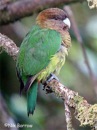 Оливковый попугай - ML205492431