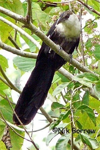 Pied Coucal - ML205492461