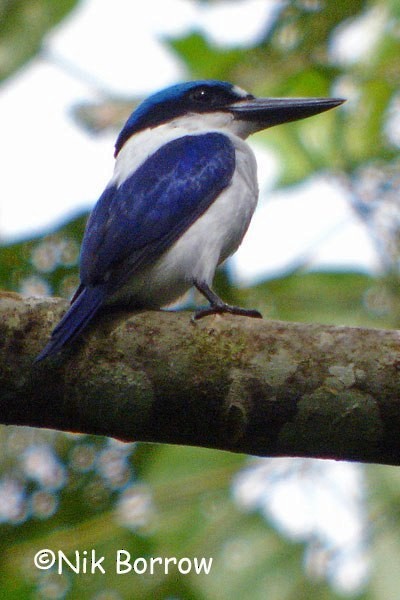 New Britain Kingfisher - Nik Borrow