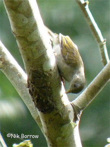 Yellow-footed Honeyguide - ML205492501