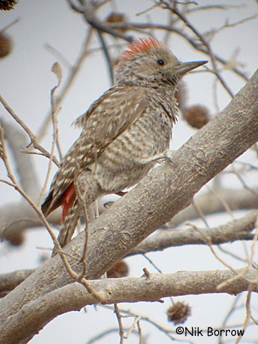 Little Gray Woodpecker - Nik Borrow