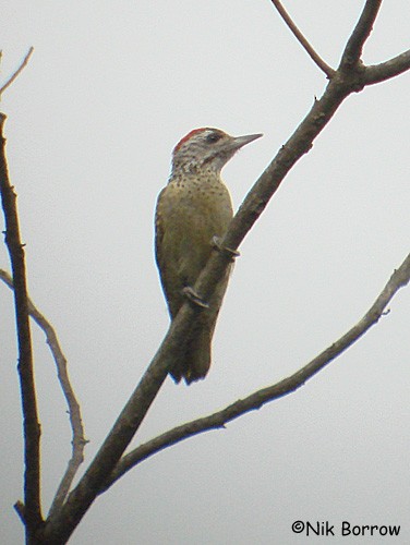 Speckle-breasted Woodpecker - ML205492521