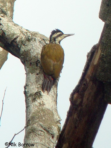 Fire-bellied Woodpecker - ML205492531
