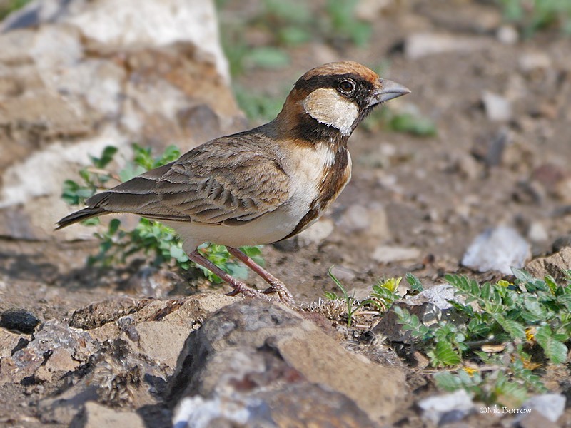 Fischer's Sparrow-Lark - Nik Borrow