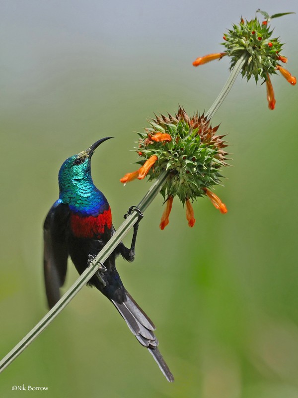 Red-chested Sunbird - ML205492821
