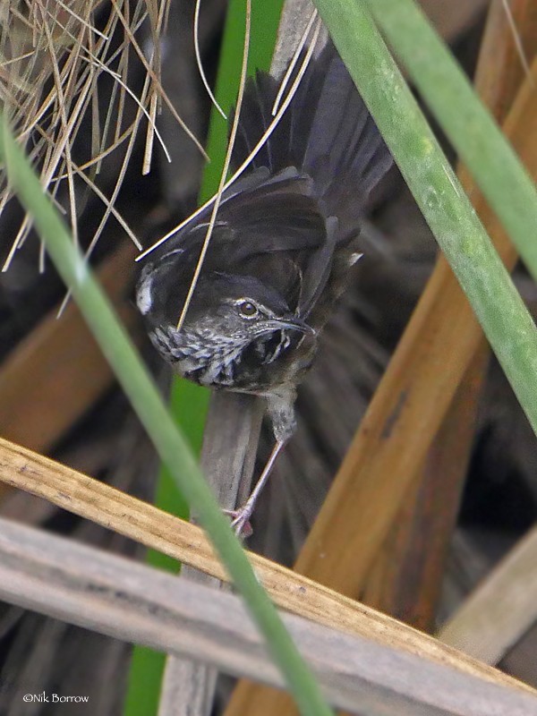 White-winged Swamp Warbler - Nik Borrow