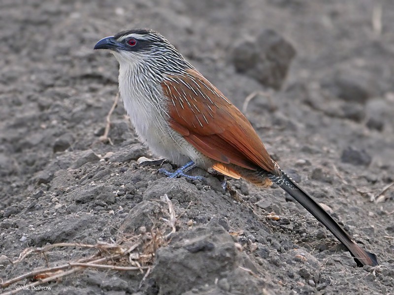 White-browed Coucal (White-browed) - Nik Borrow