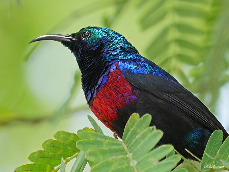 Red-chested Sunbird - ML205492911