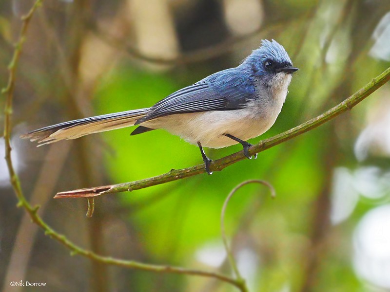 White-tailed Blue Flycatcher - Nik Borrow