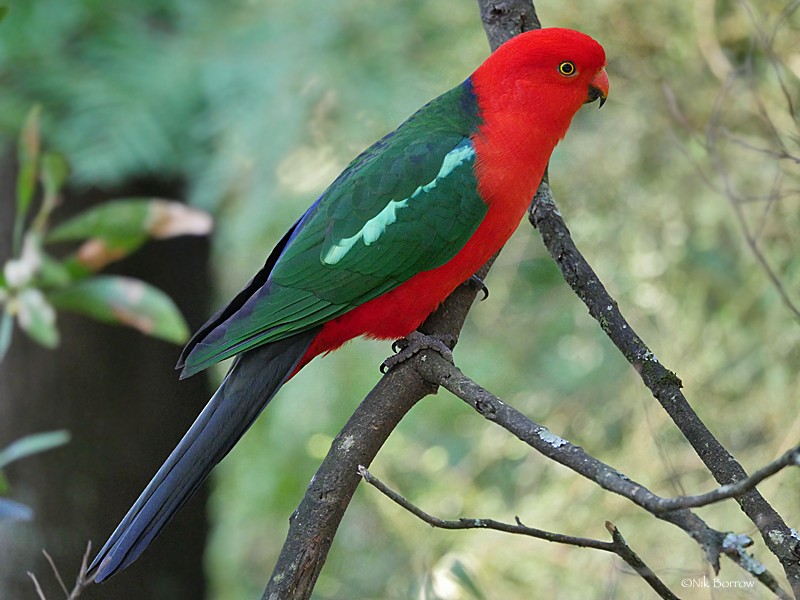 Australian King-Parrot - Nik Borrow