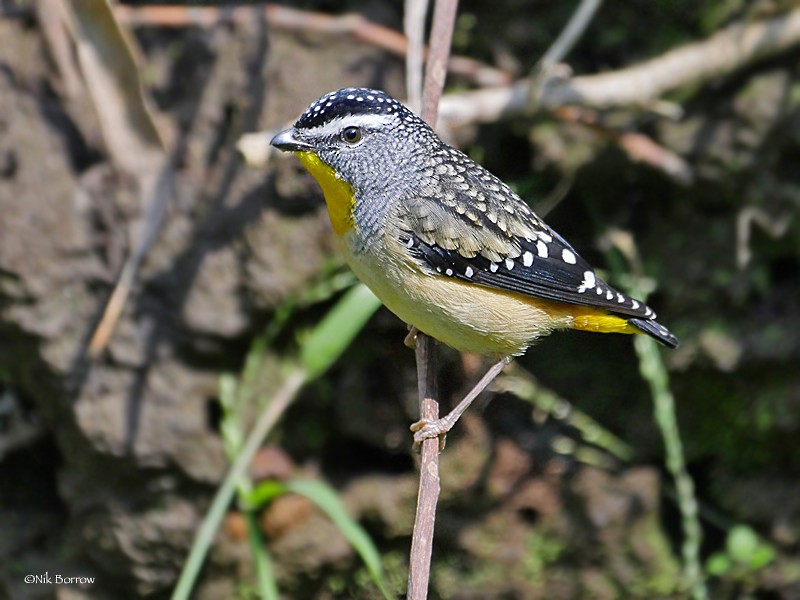Spotted Pardalote (Spotted) - Nik Borrow