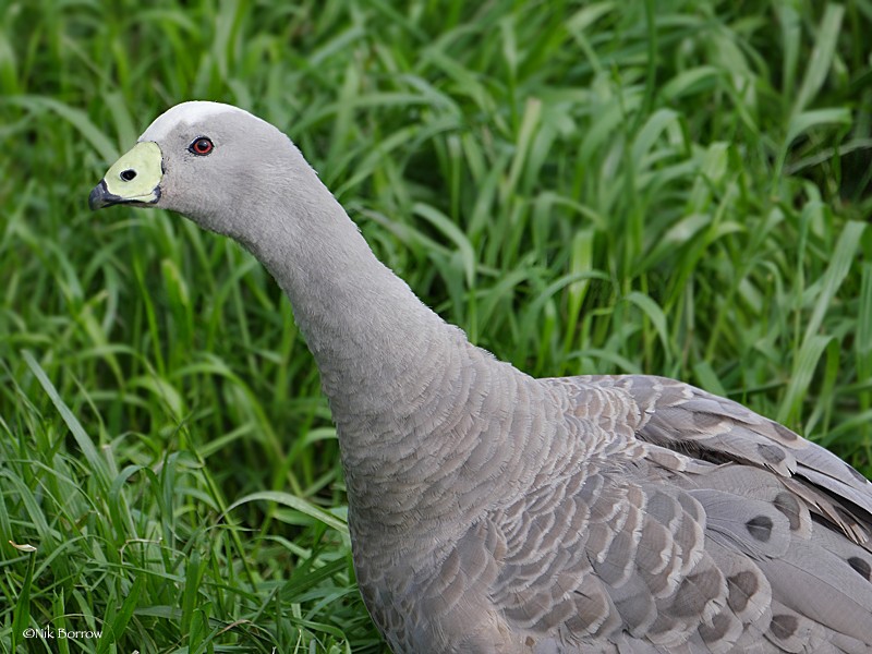 Cape Barren Goose - Nik Borrow