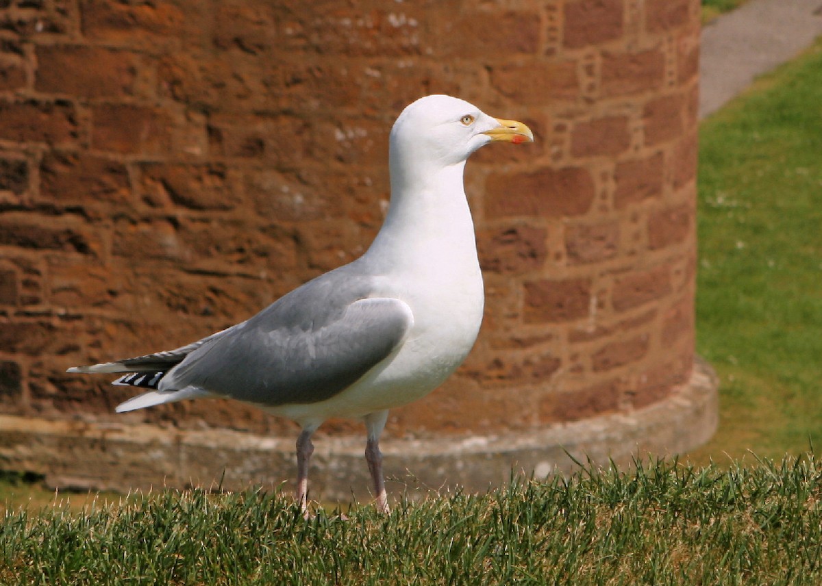 Herring Gull (European) - Ian K Barker
