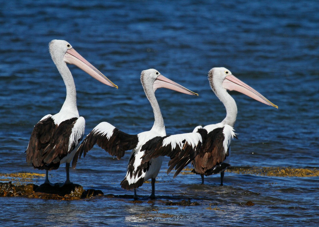 Australian Pelican - Ian K Barker