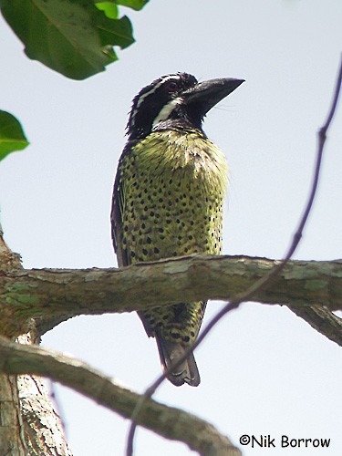 Hairy-breasted Barbet (Hairy-breasted) - ML205494281