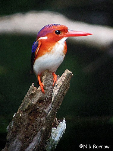White-bellied Kingfisher - Nik Borrow