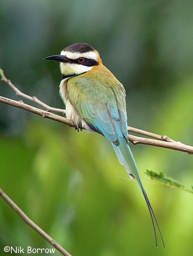 White-throated Bee-eater - Nik Borrow