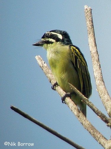 Yellow-throated Tinkerbird - ML205494371