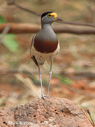 Brown-chested Lapwing - ML205494401