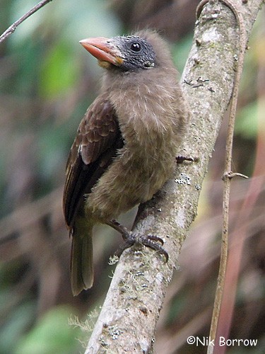 Glatzenbartvogel (calvus/congicus) - ML205494431