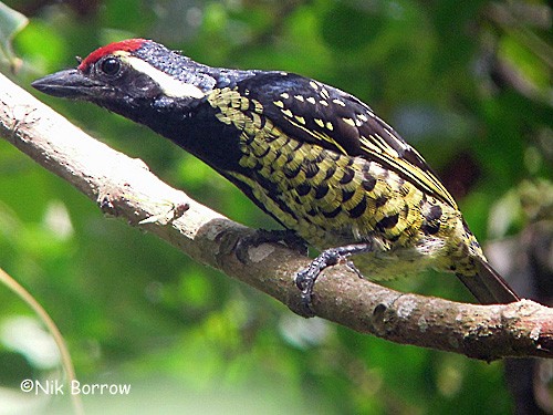 Yellow-spotted Barbet - ML205494461
