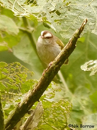White-browed Crombec (White-browed) - ML205494501