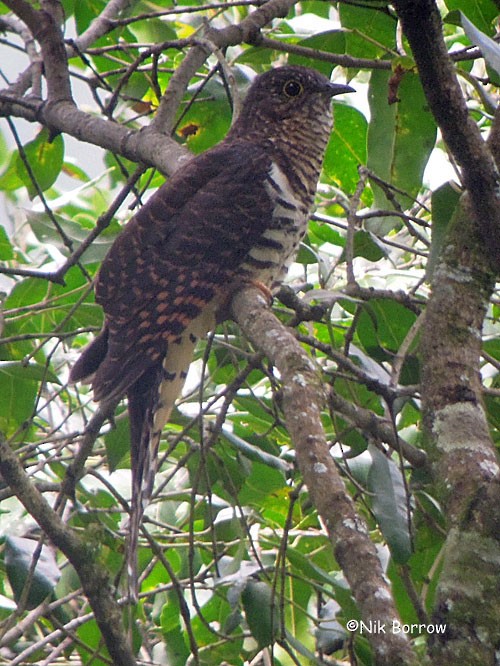 Barred Long-tailed Cuckoo (Njobo's) - Nik Borrow