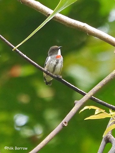 Red-banded Flowerpecker - Nik Borrow