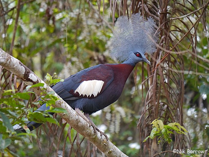 Sclater's Crowned-Pigeon - ML205494721