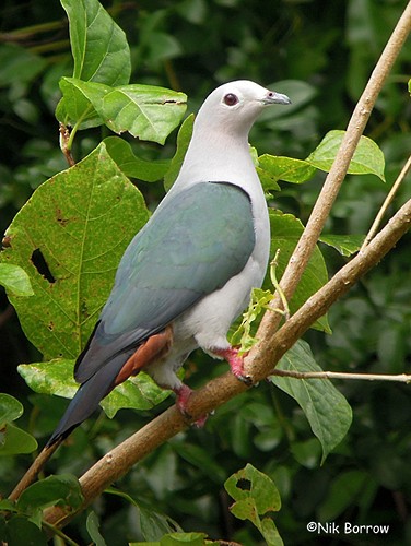 Island Imperial-Pigeon - Nik Borrow