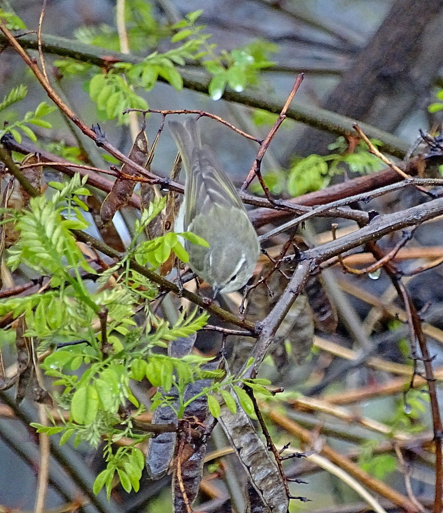 Hume's Warbler - ML205495671
