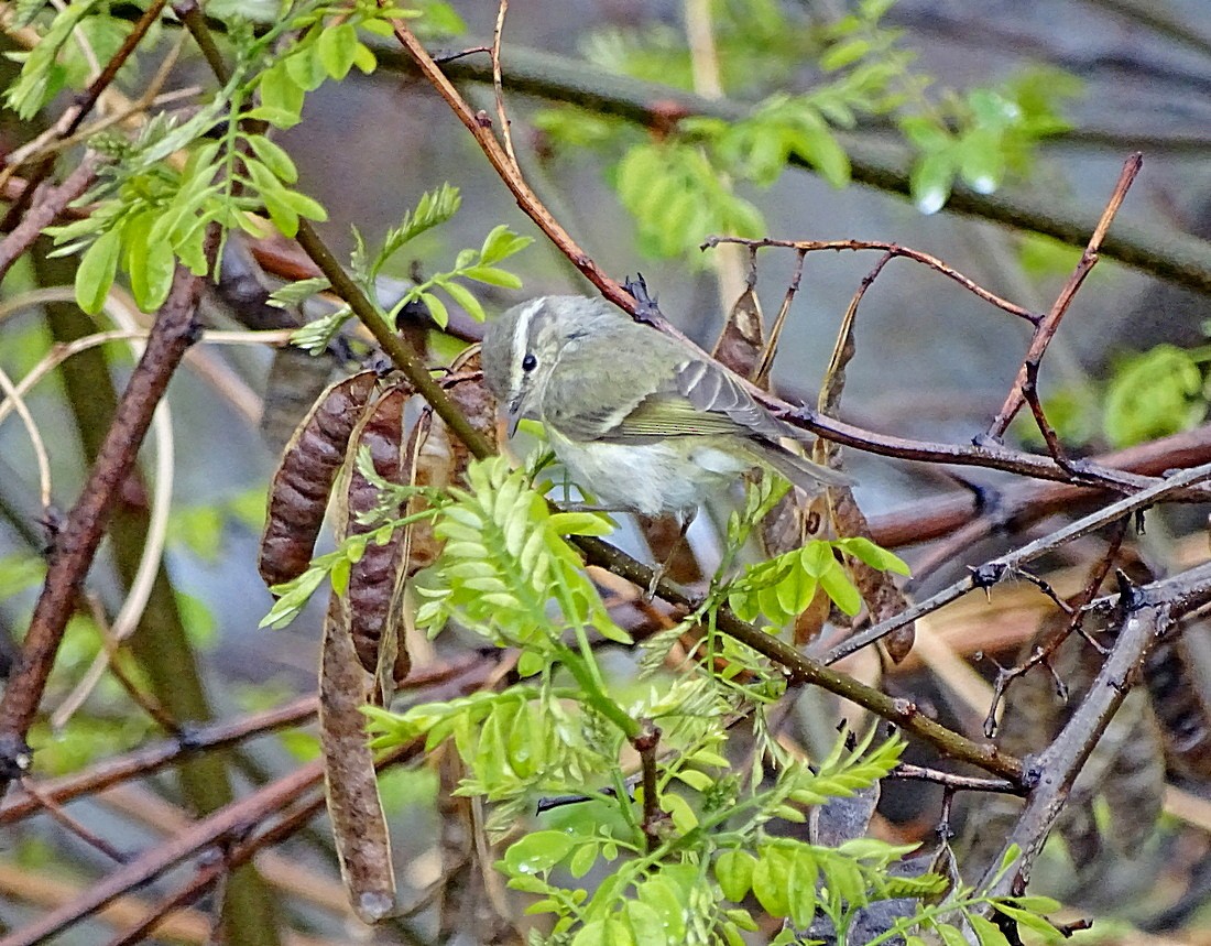 Hume's Warbler - ML205495681