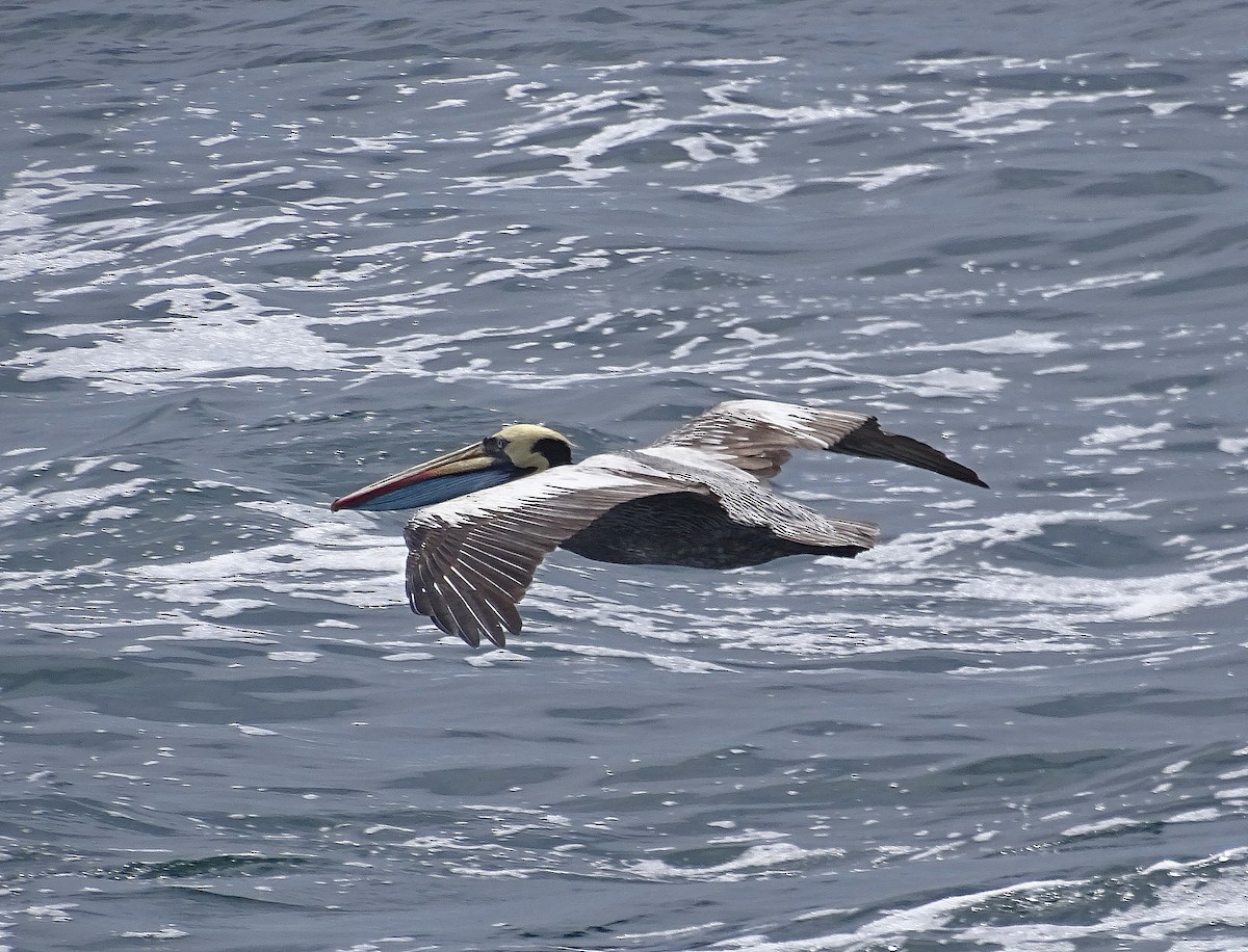 Peruvian Pelican - Jens Thalund