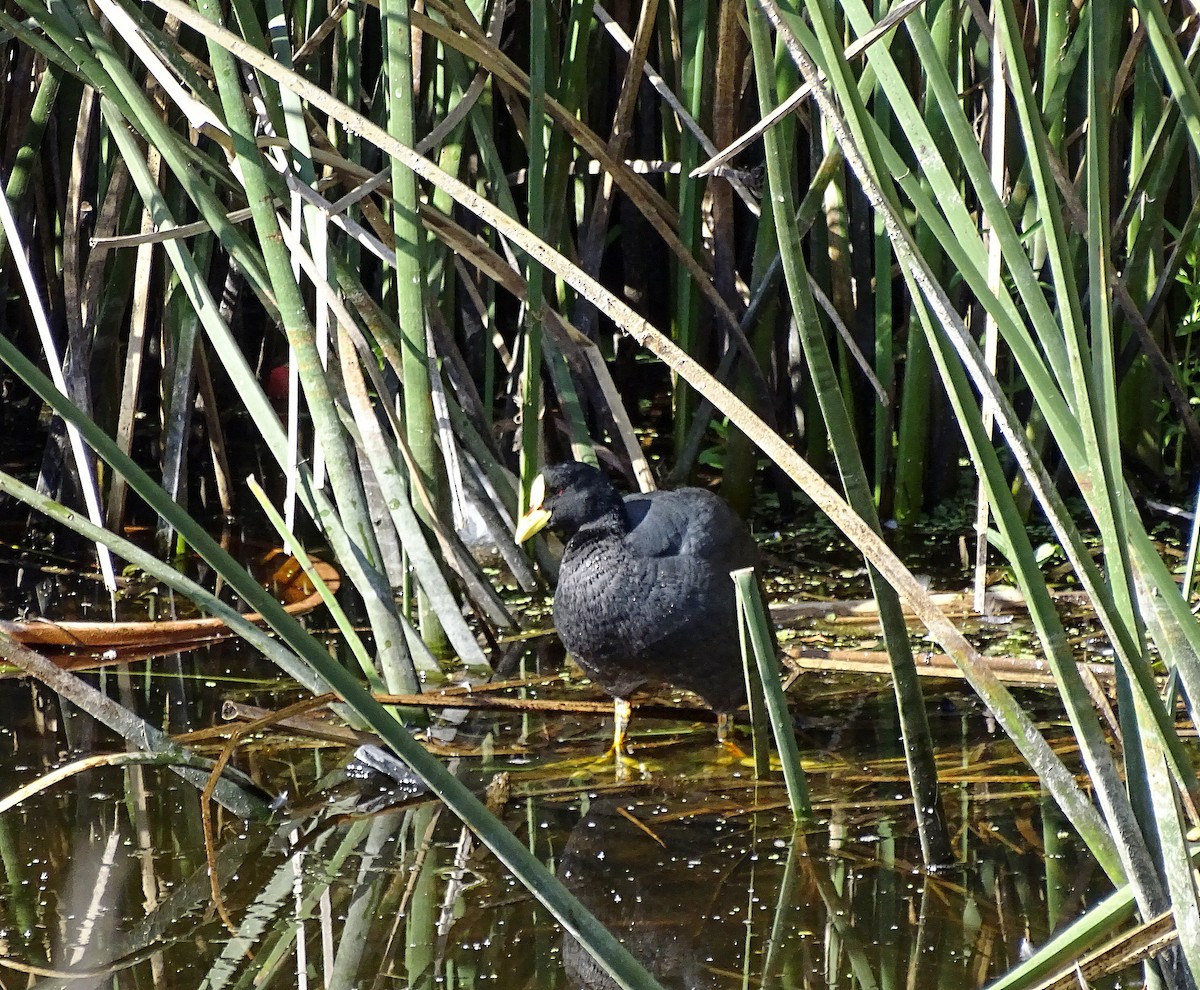 Red-gartered Coot - Jens Thalund