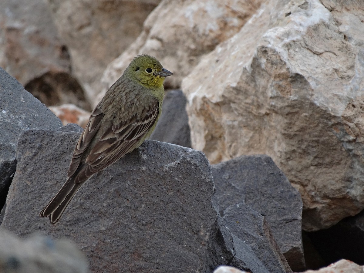 Cinereous Bunting (Yellow-bellied) - ML205496851