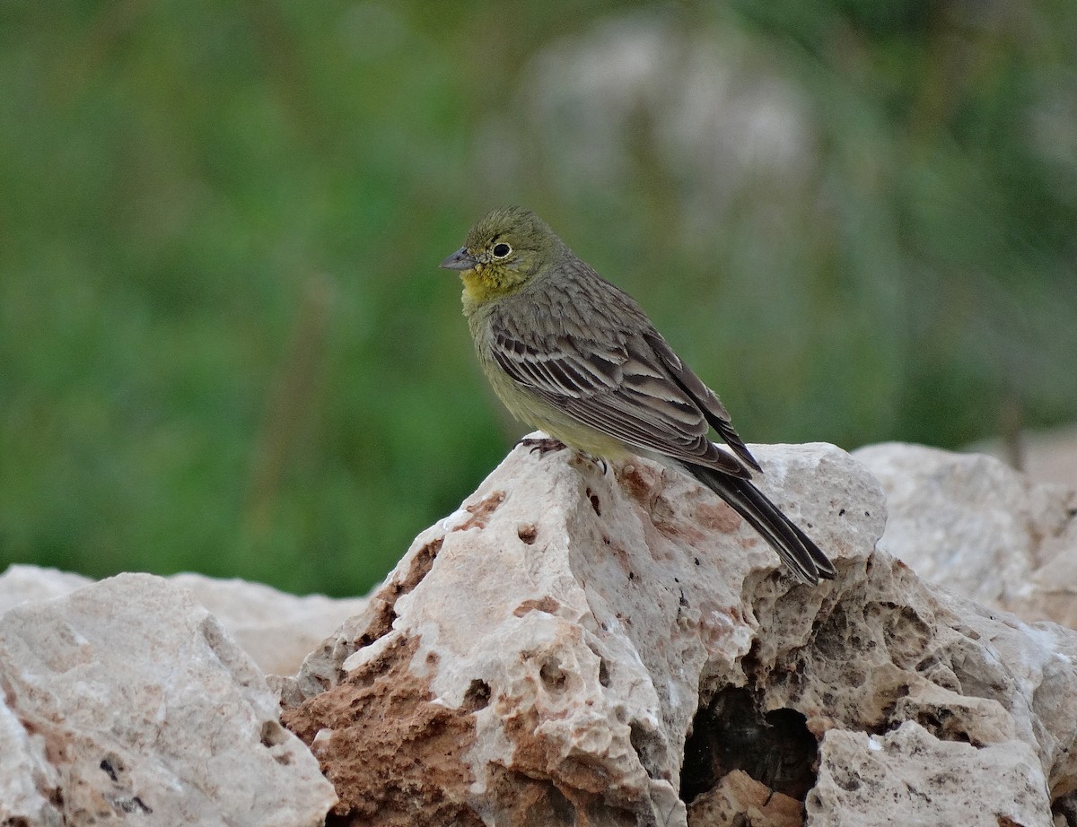 Cinereous Bunting (Yellow-bellied) - ML205496861