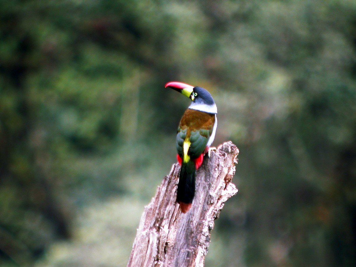 Gray-breasted Mountain-Toucan - ML205496911