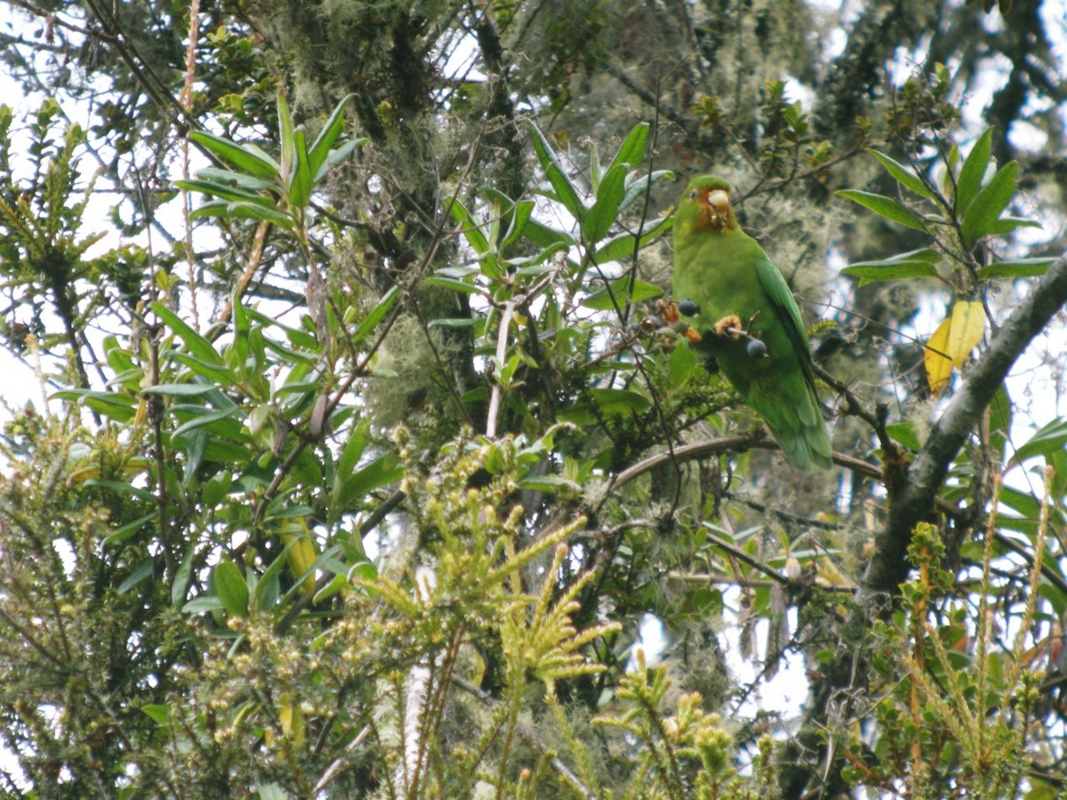 Rufous-fronted Parakeet - ALBERTO GARCIA