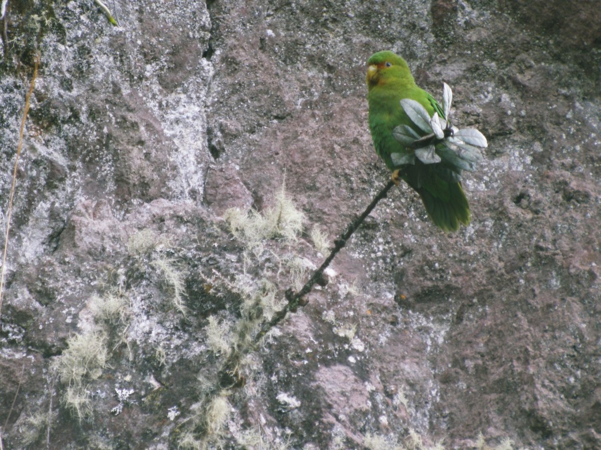 Rufous-fronted Parakeet - ALBERTO GARCIA