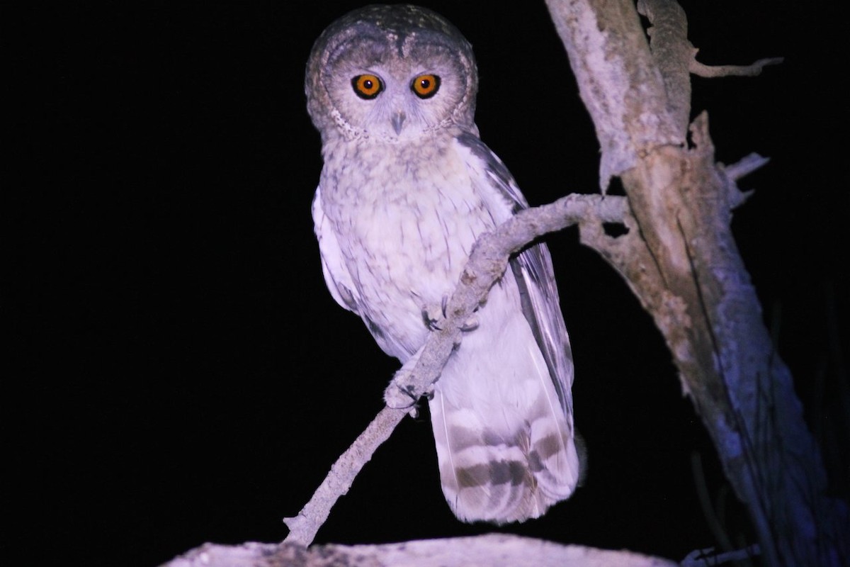 Omani Owl - ALBERTO GARCIA