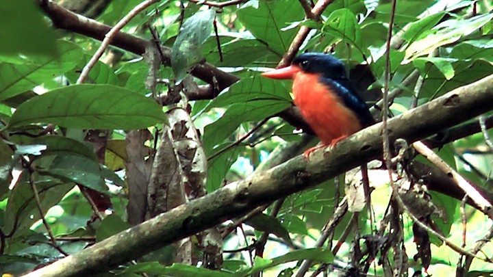 Red-breasted Paradise-Kingfisher - Hervé JACOB