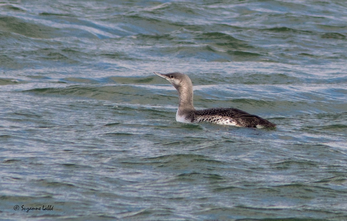 Red-throated Loon - Suzanne Labbé