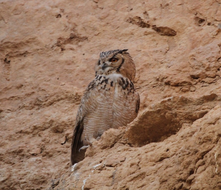 Pharaoh Eagle-Owl - ML205497601