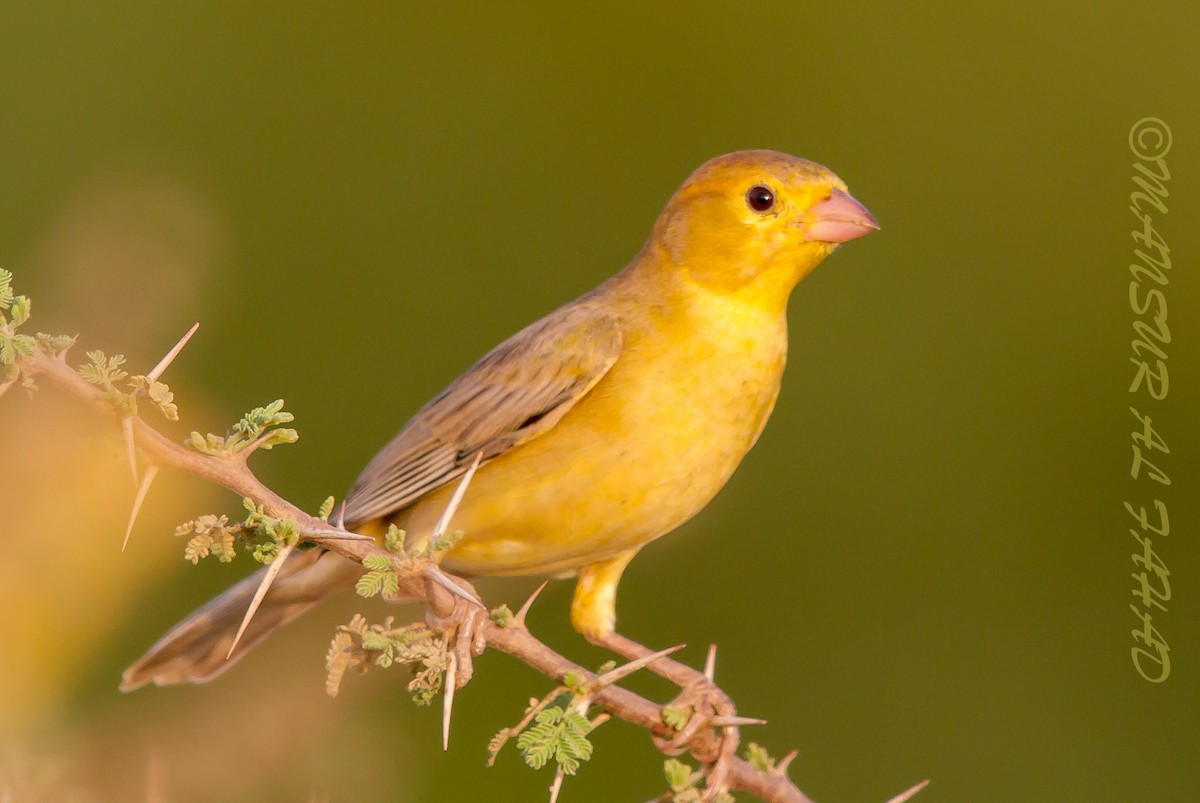 Arabian Golden Sparrow - Mansur Al -Fahad