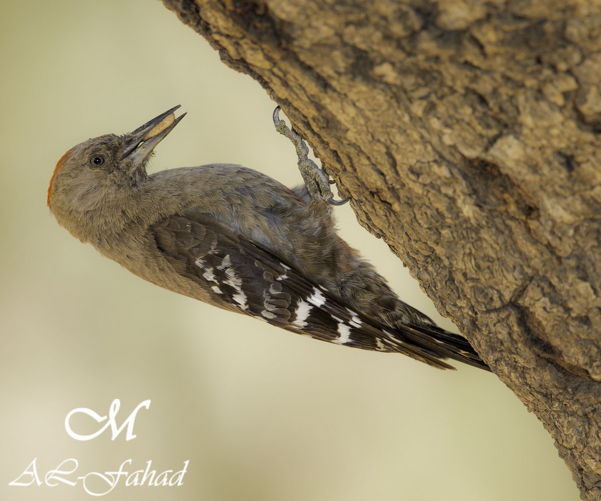 Arabian Woodpecker - Mansur Al -Fahad