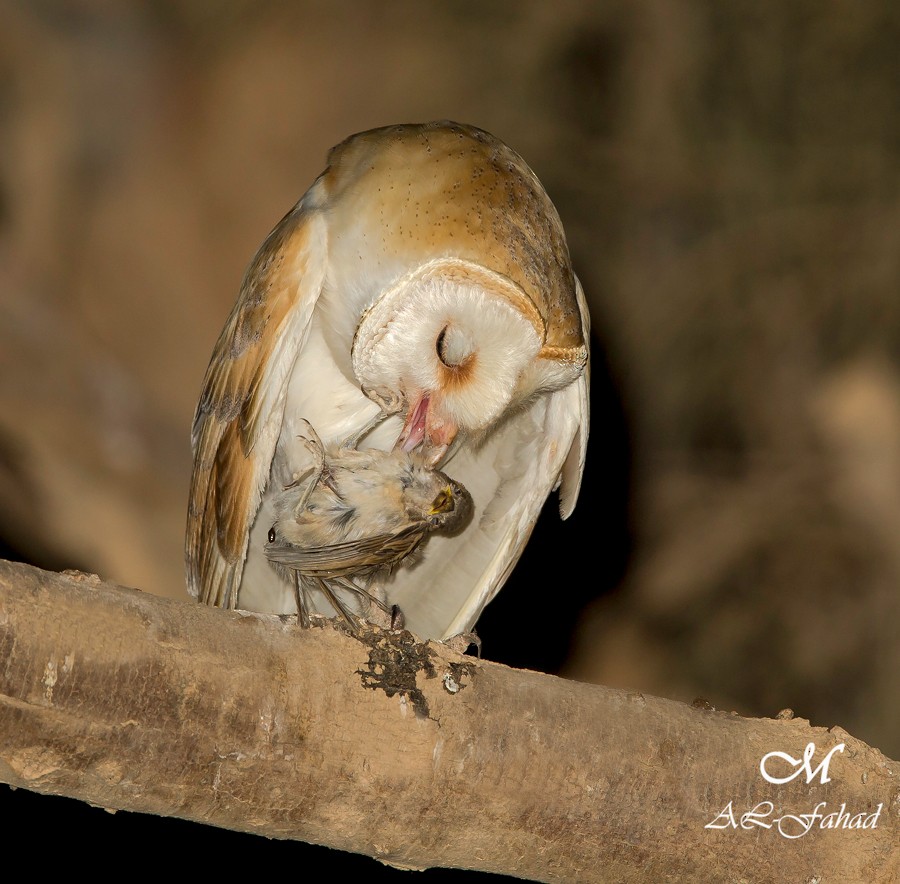 Barn Owl - Mansur Al -Fahad