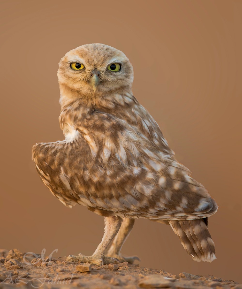 Little Owl (Lilith) - Mansur Al -Fahad