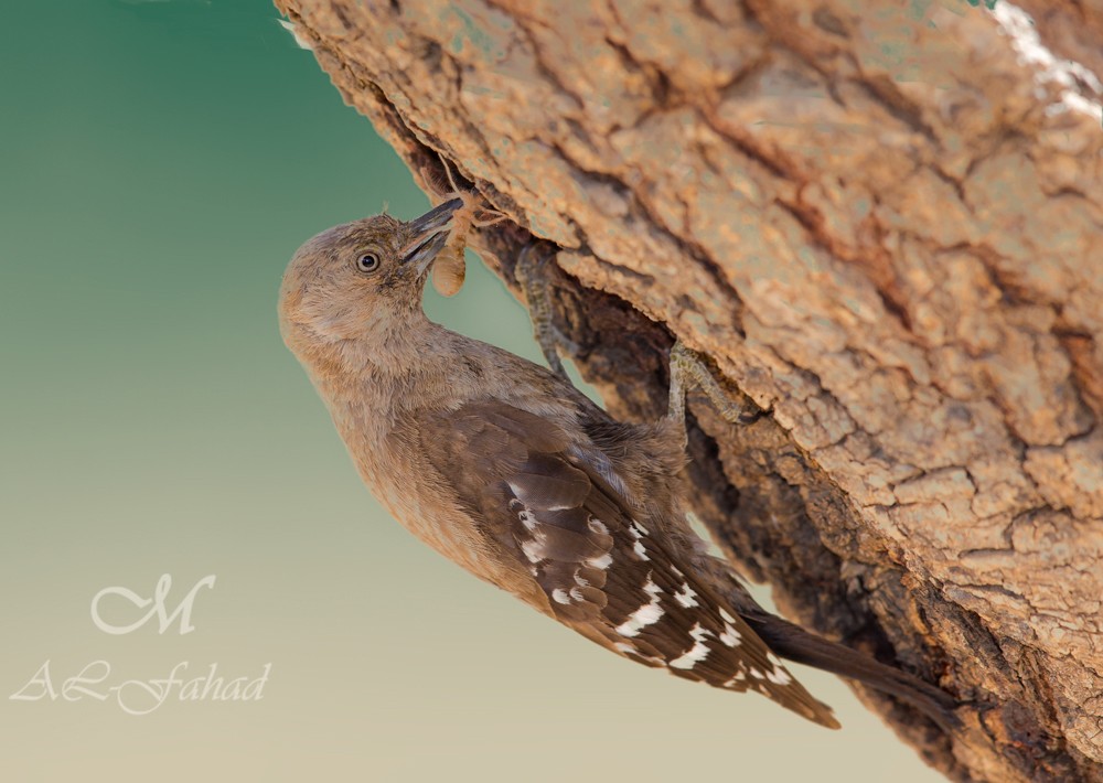 Arabian Woodpecker - Mansur Al -Fahad