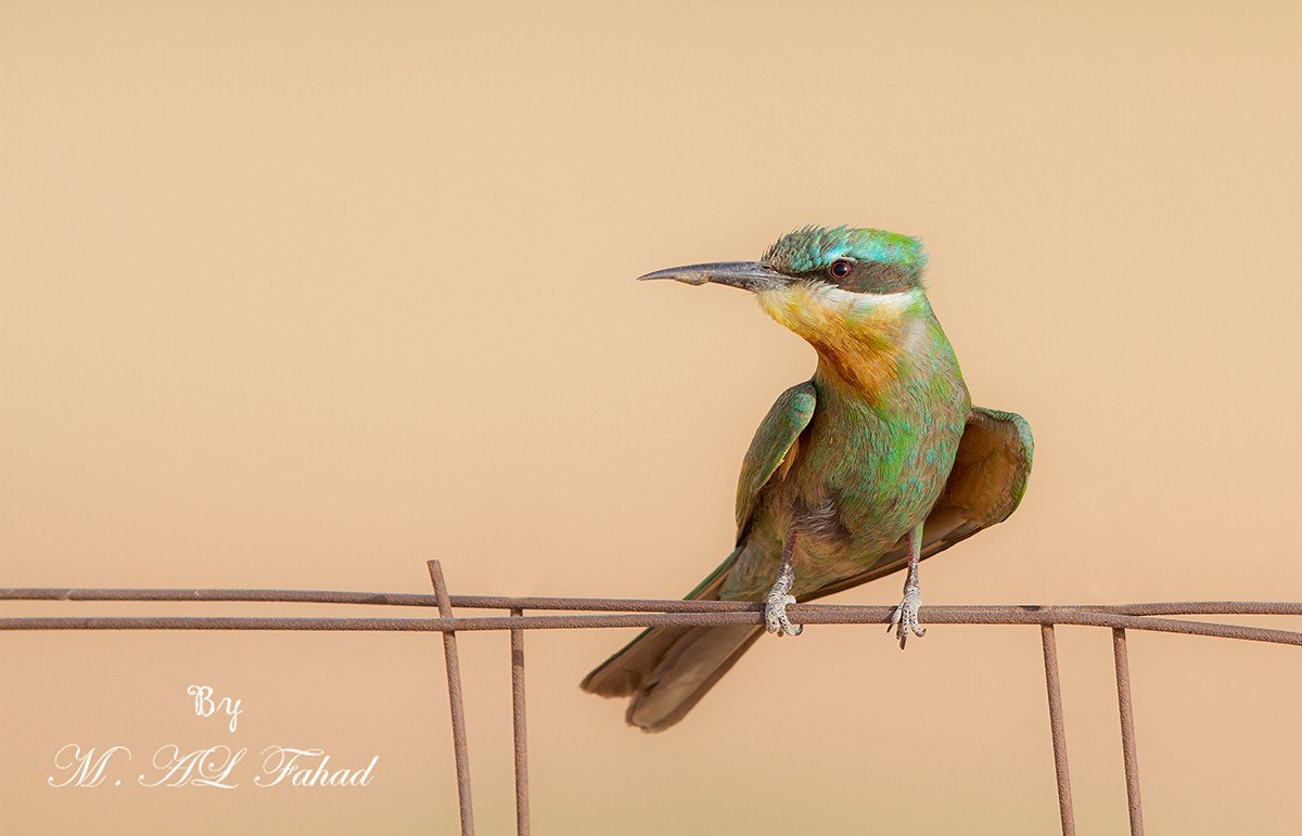 Blue-cheeked Bee-eater - ML205497921
