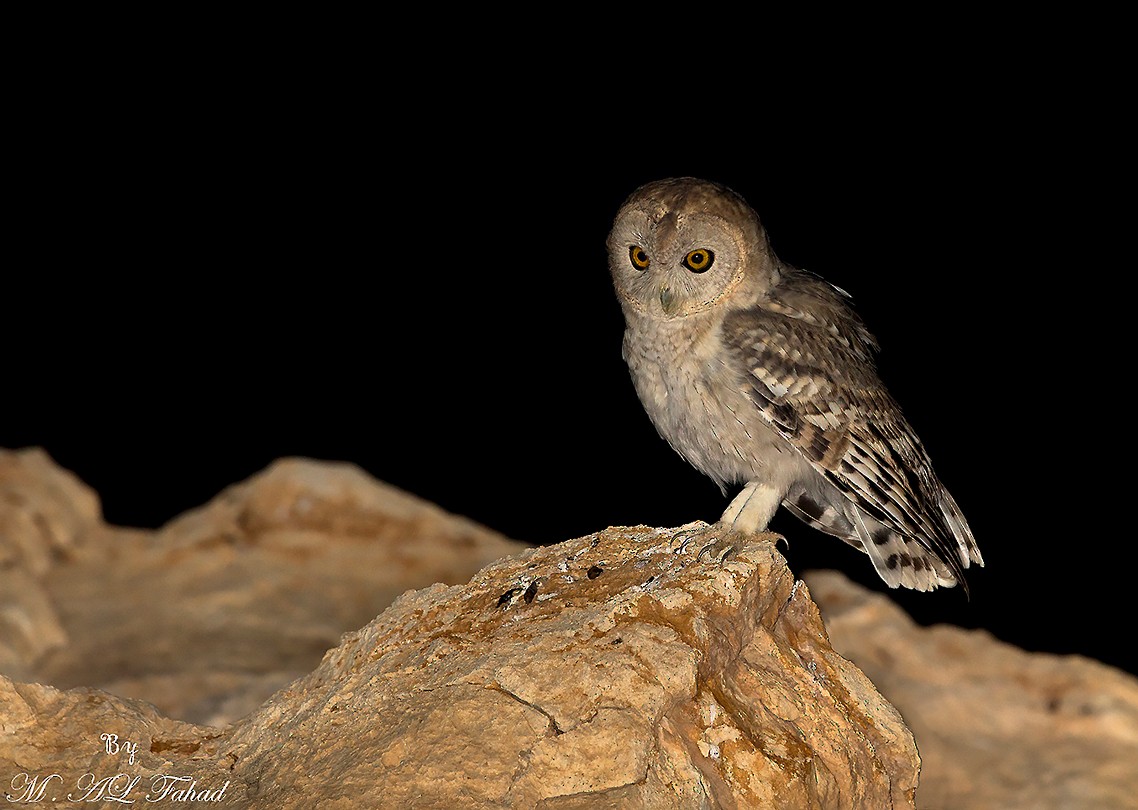 Desert Owl - ML205498001